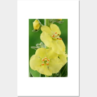 Verbascum  &#39;Primrose Path&#39;  Mullein Posters and Art